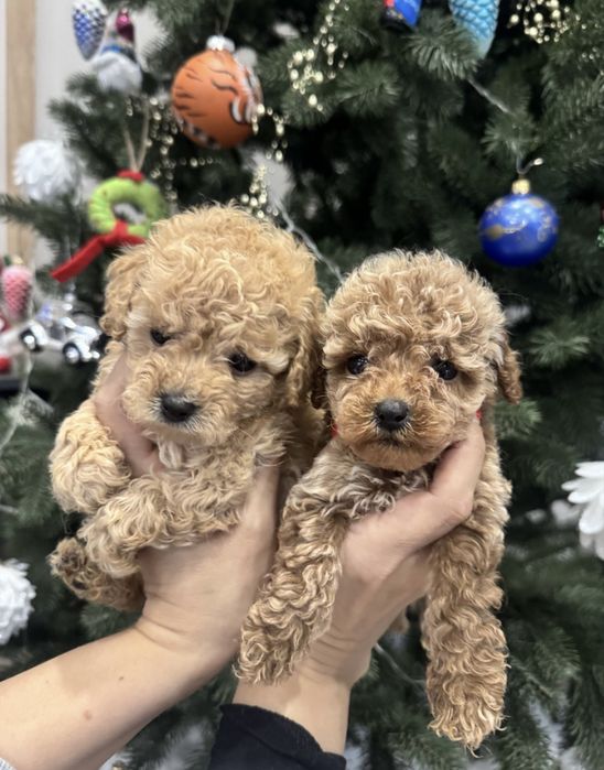 Міні малюки Мальтипу карамель пудель