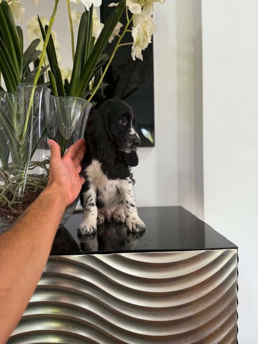 Cocker Spaniel Inglês MACHO  BRANCO E PRETO com LOP e AFIXO