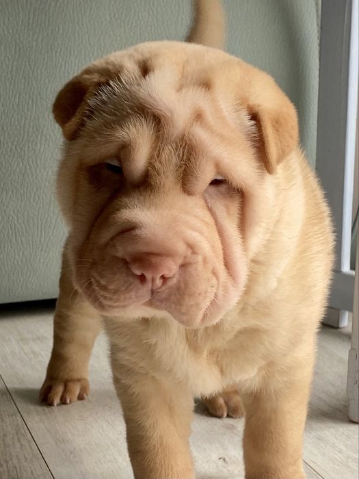 Cachorro Shar Pei