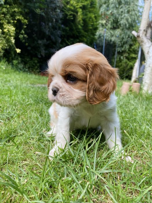 Suczka Cavalier King Charles Spaniel Blenheim