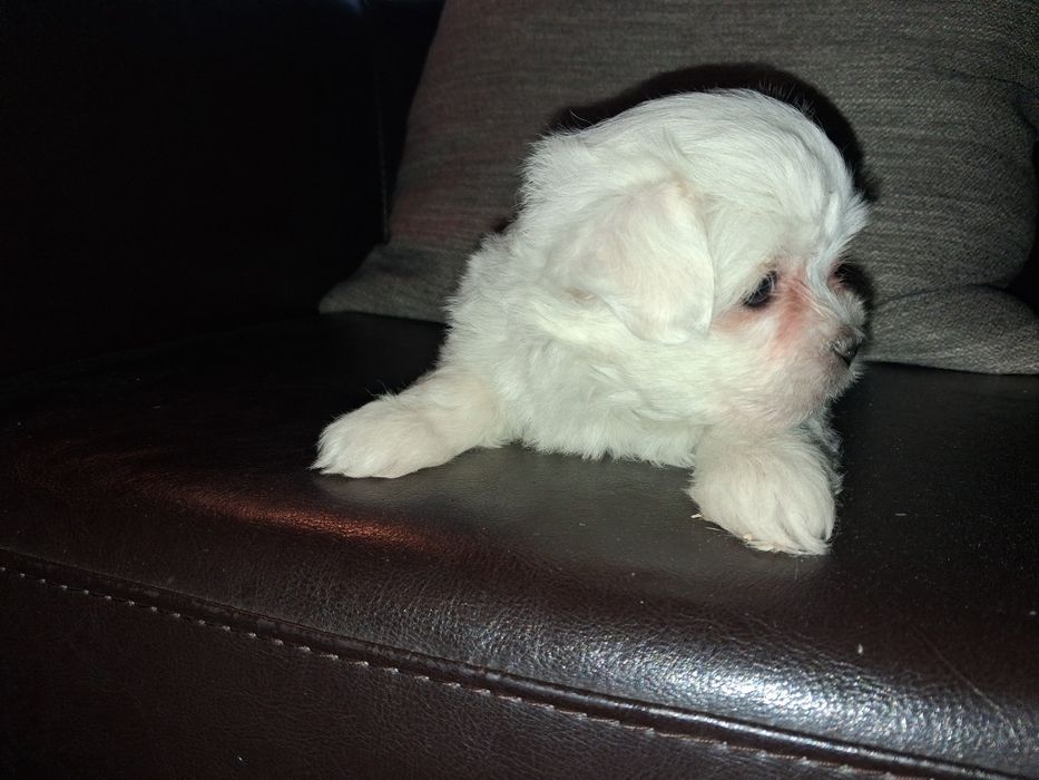 Bichon maltês macho