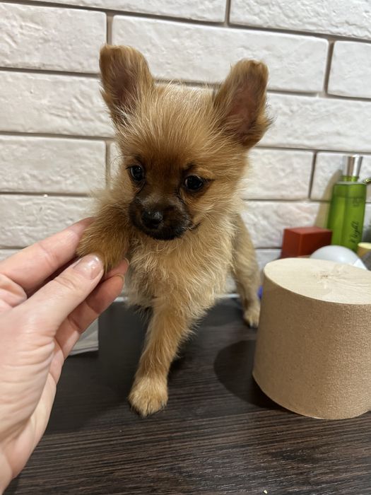 Метис мини 28.03 буду в Днепре