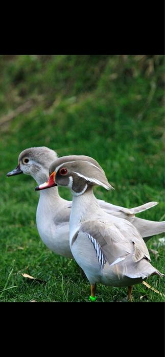 Patos carolino (Aix sponsa) silver cinza