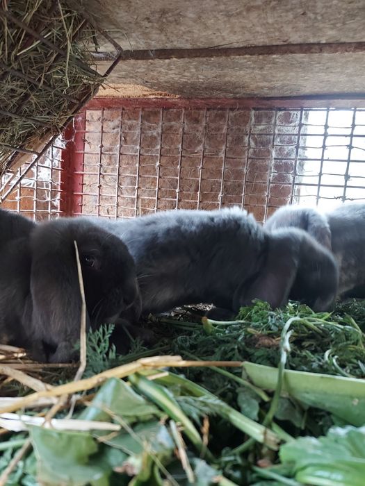 Młode Baran Francuski Niebieski króliki samica samiec FBN królik Parki