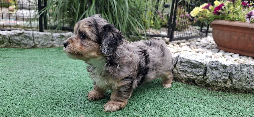 Maltipoo z metryką