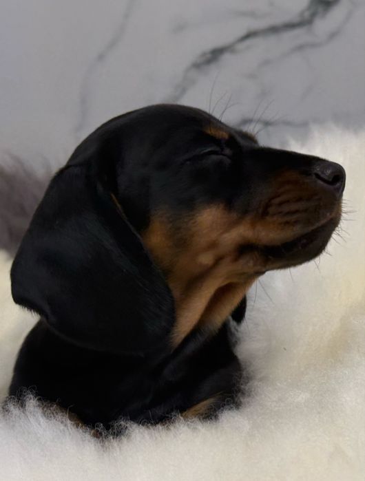 Jamnik  krótkowłosy sunia