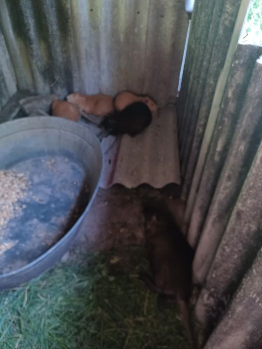 Нутрі ї в продажі  250