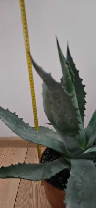 Agawa amerykańska / agave americana Blue ok. 55–60 cm