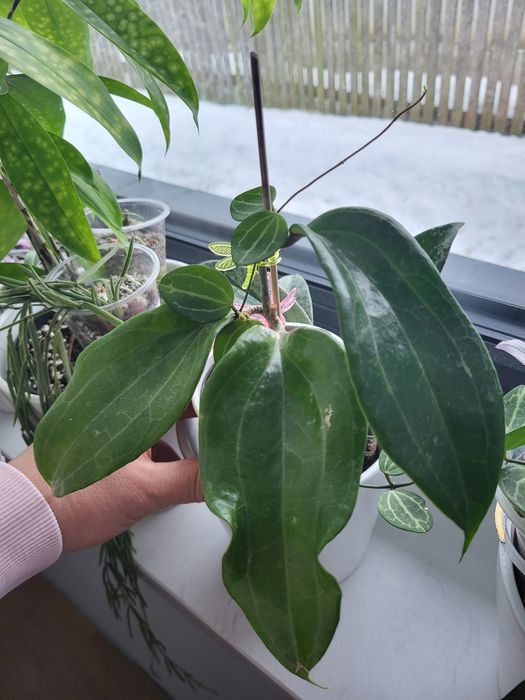 Hoya Merilli Red w doniczce