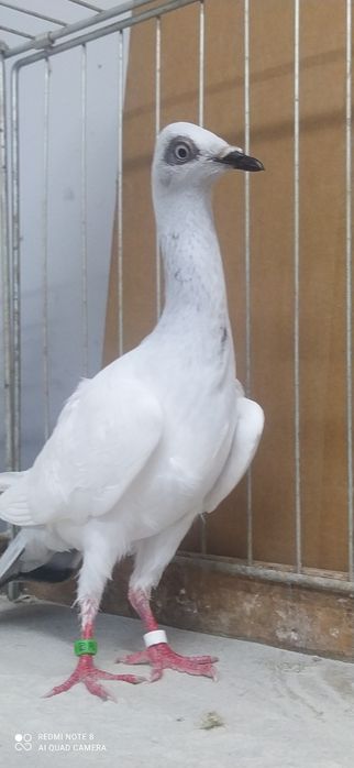 Srebrniak Srebrniaki Samica