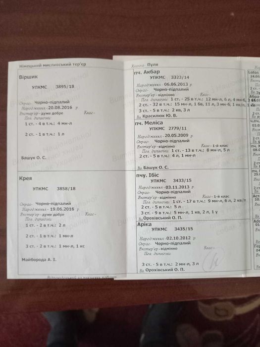 Ягдтер'єр щенята