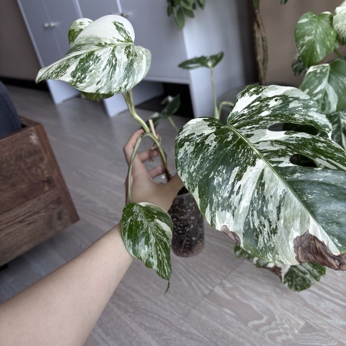 Монстера Albo Variegata