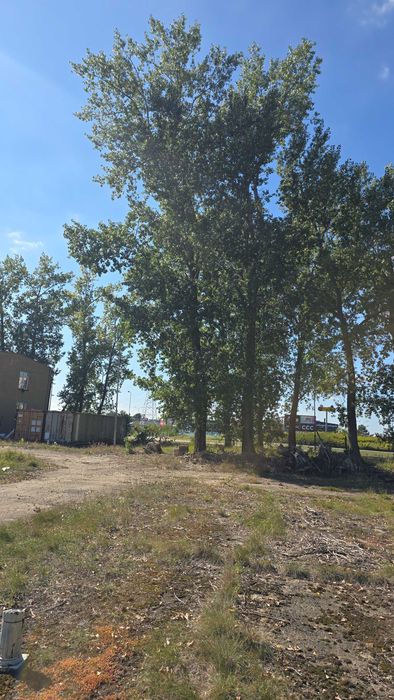 Oddam za darmo ok. 30 m³ drewna topolowego za wycięcie drzew i uporządkowanie terenu – Nowa Sól