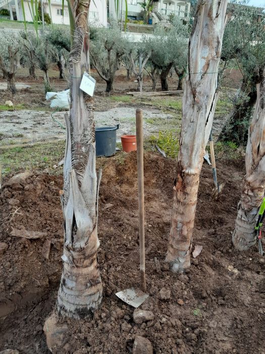 Coqueiros arescastrum