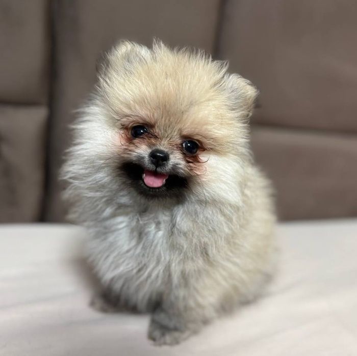 Померанський шпіц ексклюзив міні