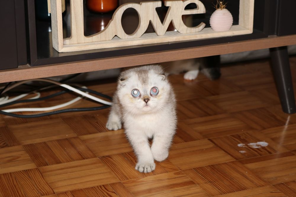 Gatinho scottish fold silver