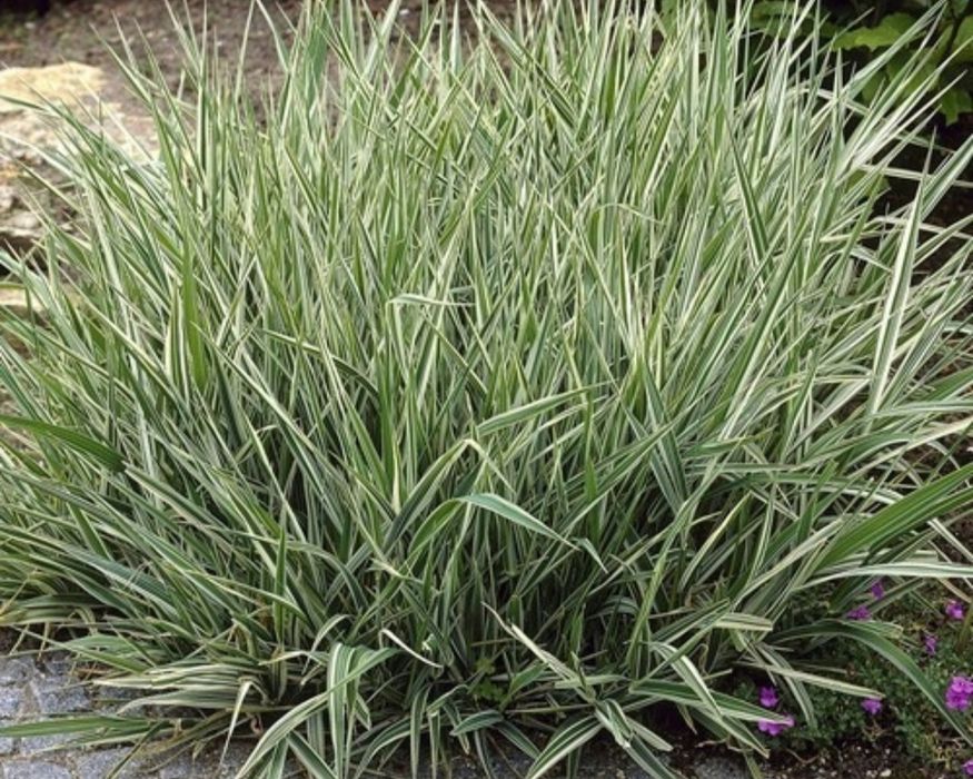 60zł 5 sadzonek roślin  kopane z gruntu