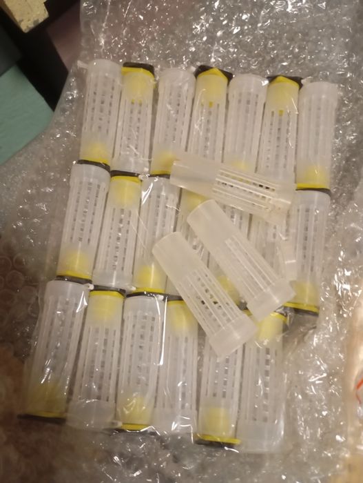 Colmeia criadeira lusitana