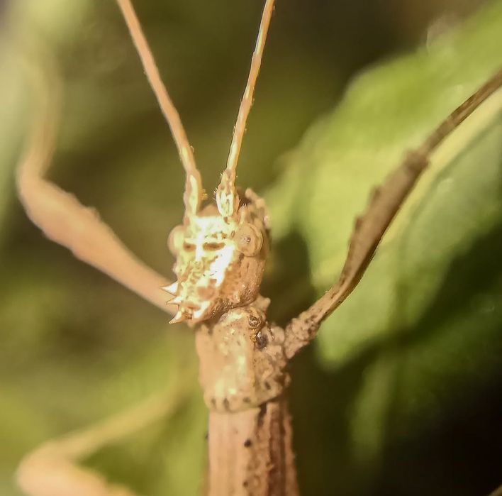 Patyczak rogaty (Medauroidea extradentata) l2-4