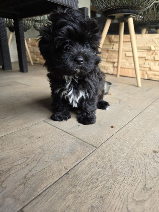 Maltipoo piesek czarny