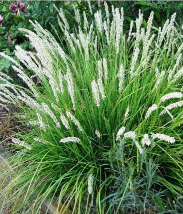 Trawa Sesleria jesienna