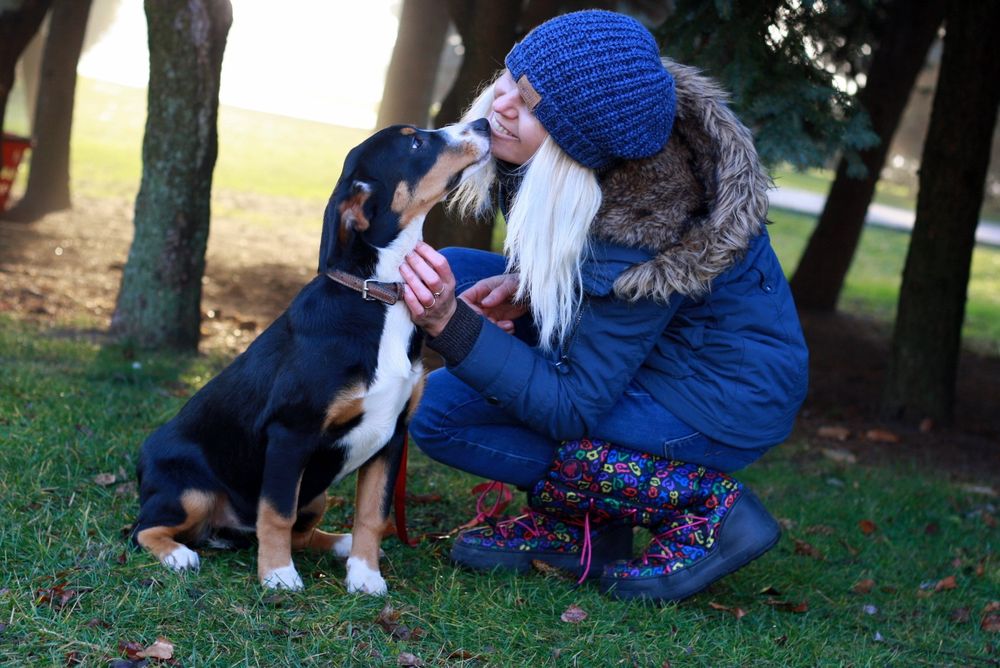 Найменший с зенненхундів! Ентлебухер зенненхунд! КСУ FCI