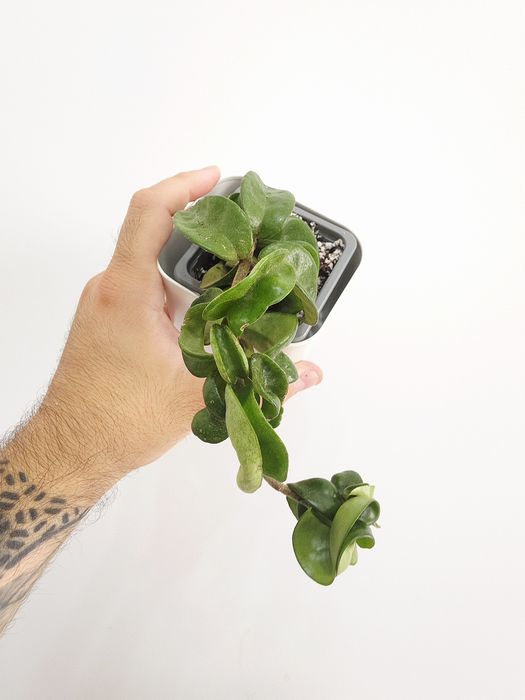 Hoya  Carnosa Compacta