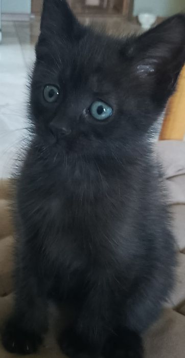отдам бесплатно котёнка