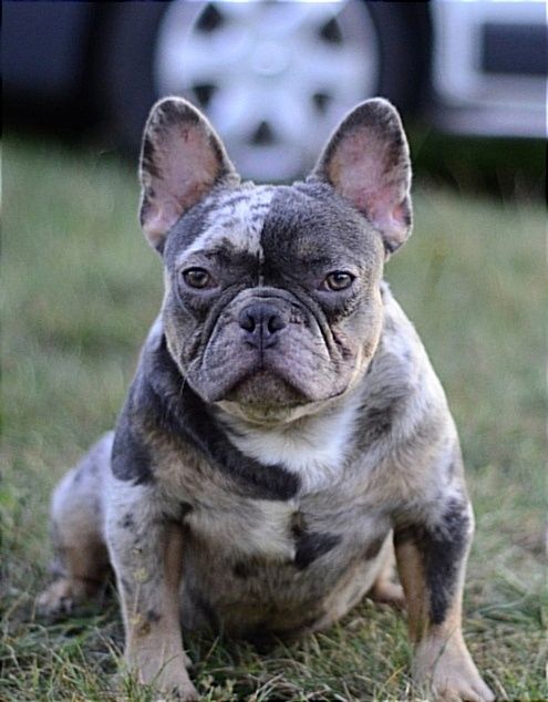 Блакитний мерле тан, генний на Ізабелла. В'язка