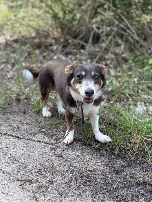 Majk mały lękliwy piesek do adopcji