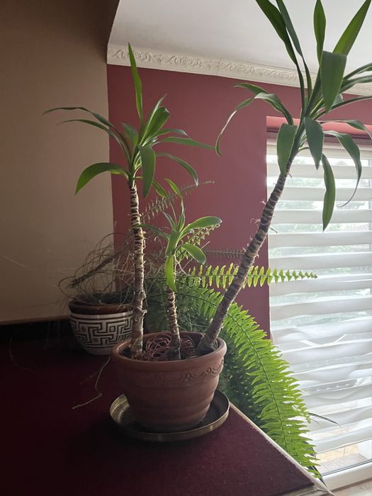 Dracena 3 sztuki