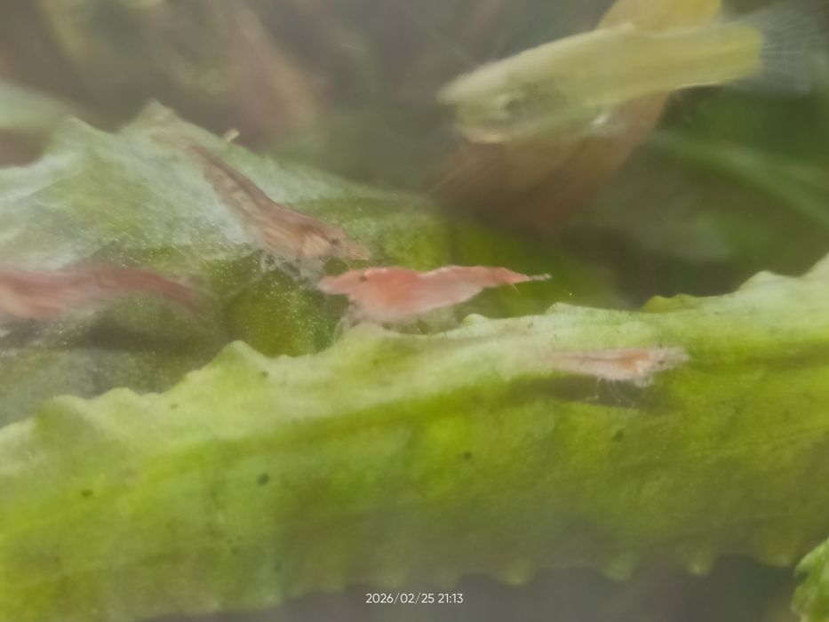 Krewetki akwariowe  Red Cherry