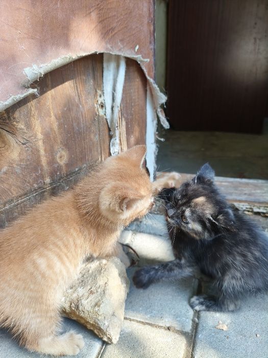 Котики шукають родину