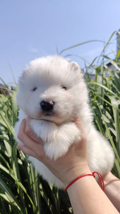 Samoyed  zkwp /FCI - Samiec