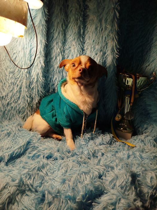 Мальчик чихуахуа белый с рыжиа нам 2 год ищем заботливые руки