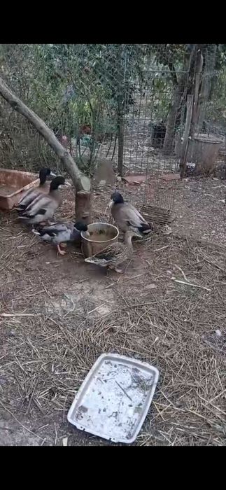 Patos bravos jovens