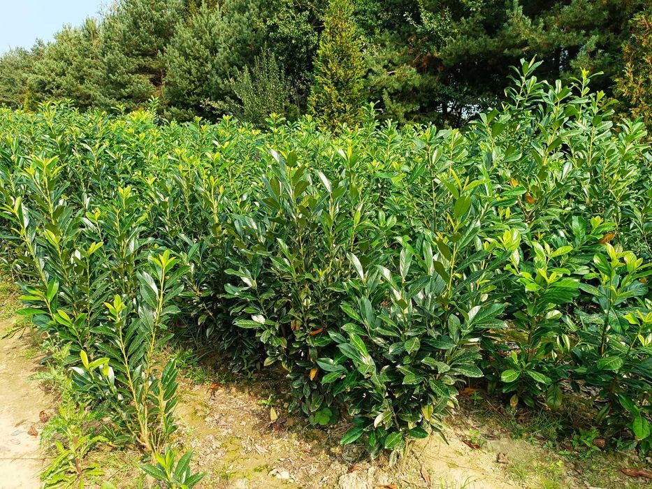 Novita! Prunus! Laurowiśnia wschodnia! Sadzimy! 200 cm! Elly! Etna!