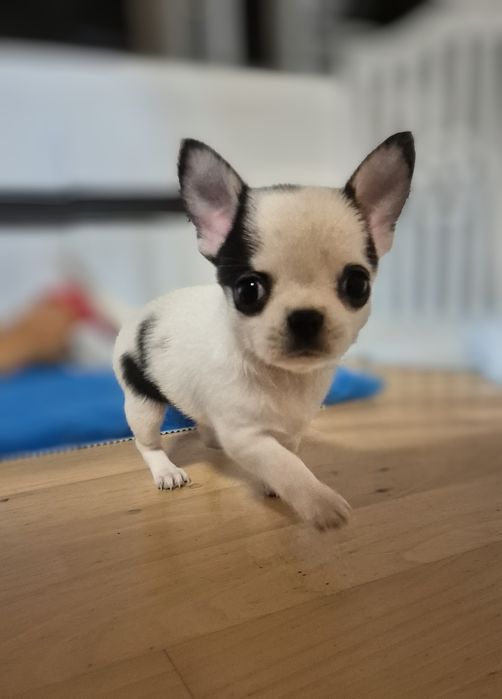 Krótkowłosy piesek chihuahua.