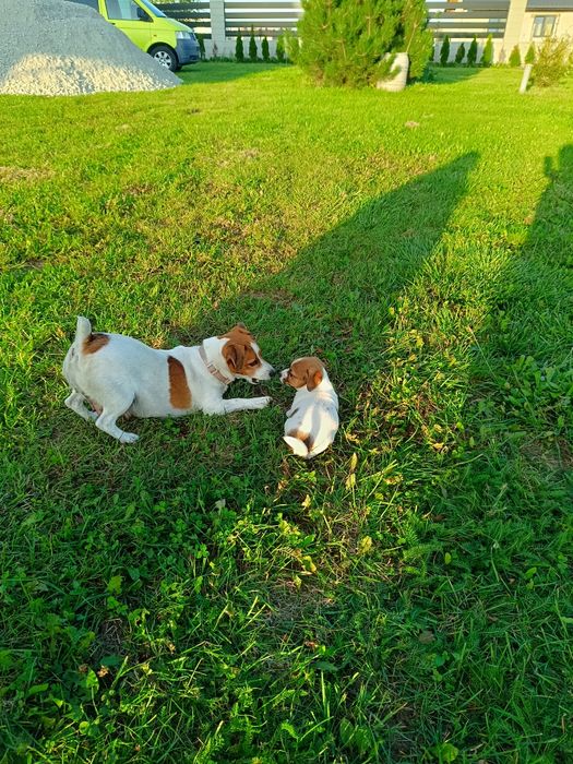Jack Russell Terrier
