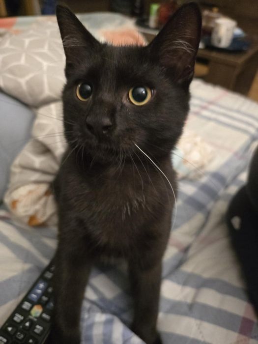 Cudowny o aksamitnym czarnym futerku kociak kocurek do adopcji