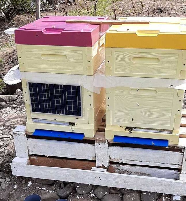 Бджолопакети 4 р розплоду