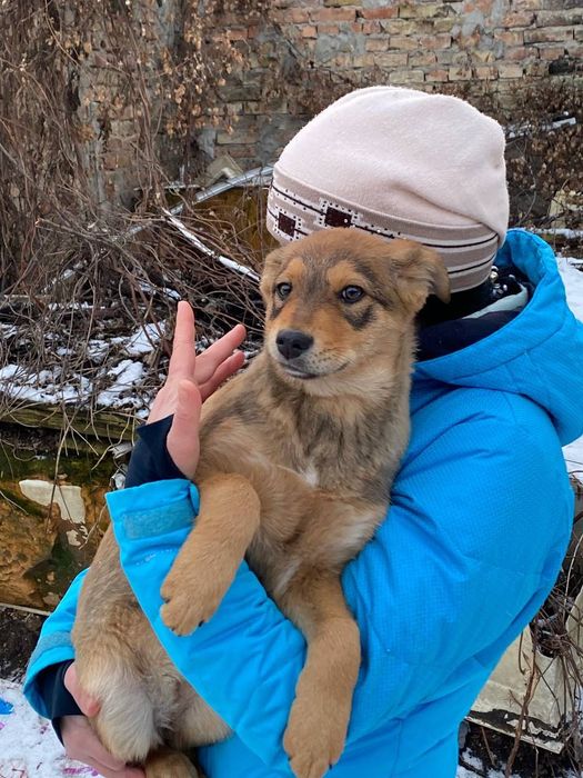 Щенята безкоштовно