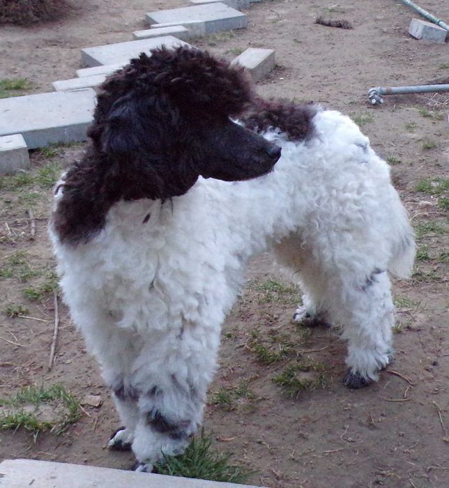 Cockapoo F1 , prześliczna, unikalna  sunia biało/ czarna, maleńka