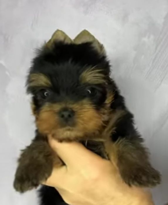 Чистокровные девочки йорка мини и мелкий стандарт