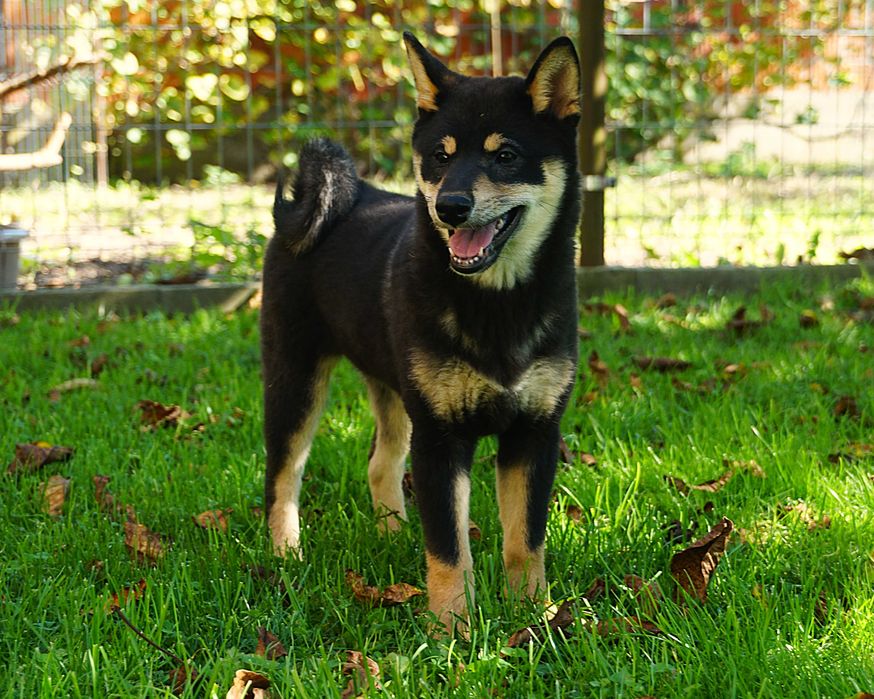 shiba inu czarna suczka szczeniaczek