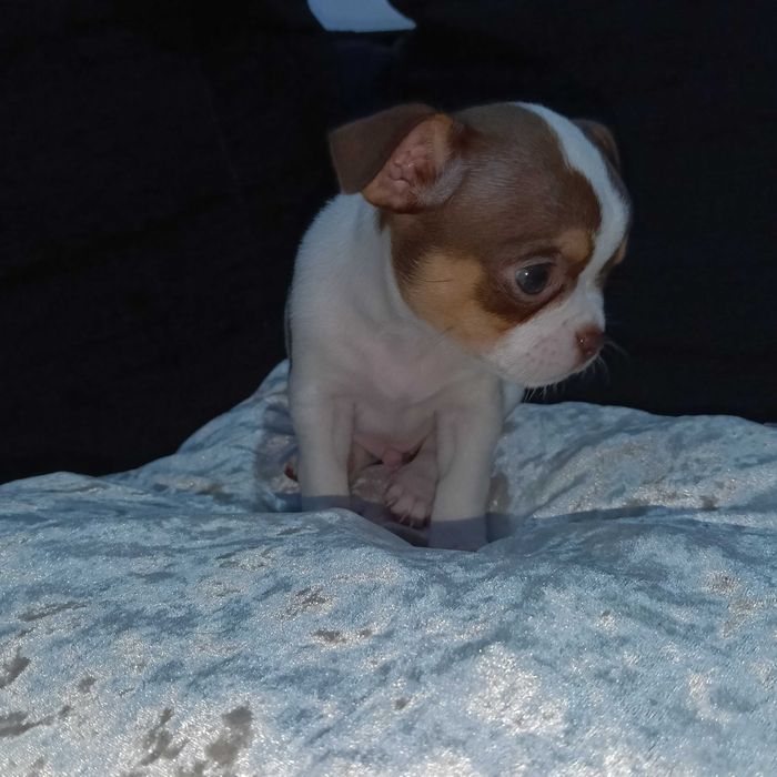 Chihuahua macho cabeça de maçã