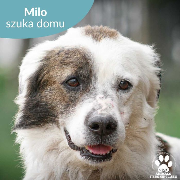 Milo szuka domu!