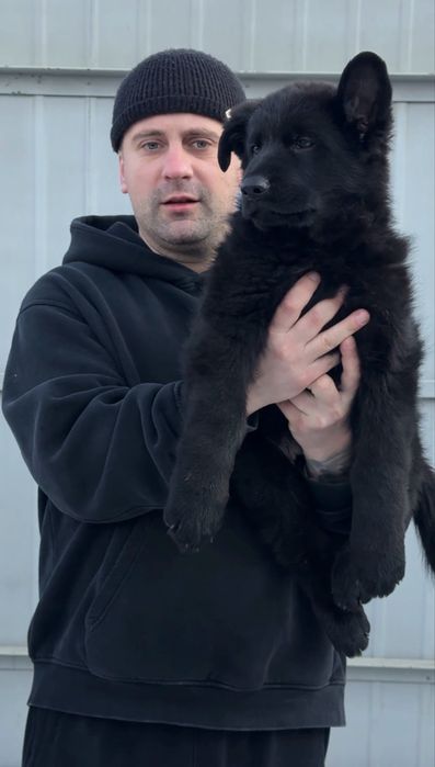 Щенки Немецкой овчарки