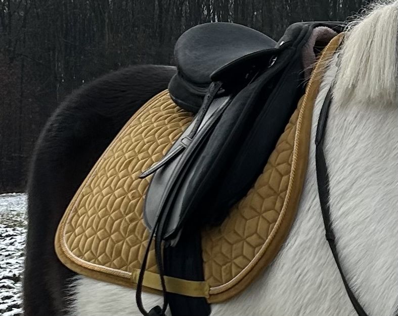 czaprak kentucky musztardowy