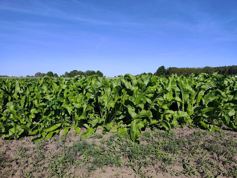 Liście chrzanu do zestawów